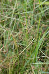 Grass-like fimbry